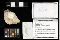 Foto (Objekt + Etiketten) von Cyphonotus sp. 